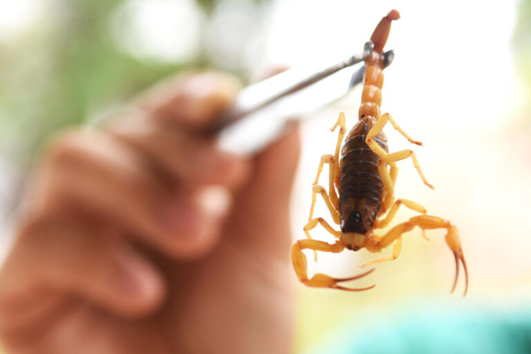 Ataques de escorpião aumentam no DF com a temporada de chuvas