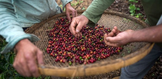 Preço do café sobe e impacta aumento da cesta básica