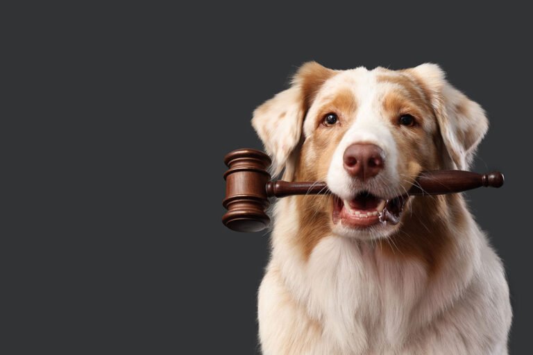 Cuidados com pets em divórcio: proteção e direitos essenciais