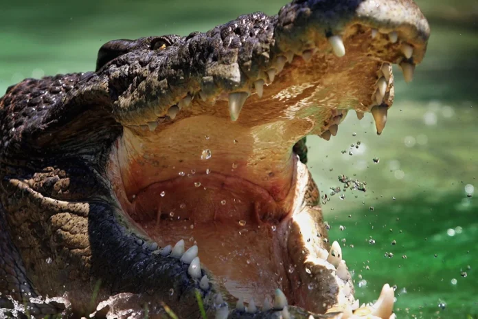 Crocodilo-8.webp