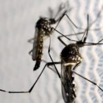 aedes-dengue-mosquito-620×620.jpeg