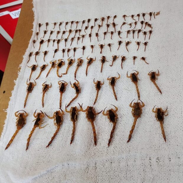 Escorpiões são encontrados até o quarto andar em condomínio de Biguaçu, SC