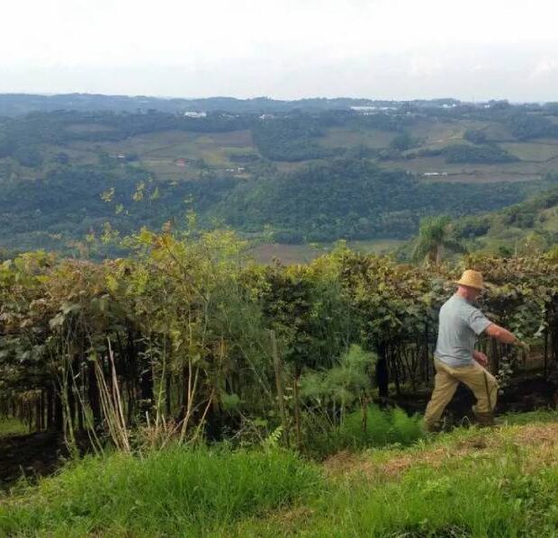 IBGE planeja pesquisa anual de campo após atraso no Censo Agro